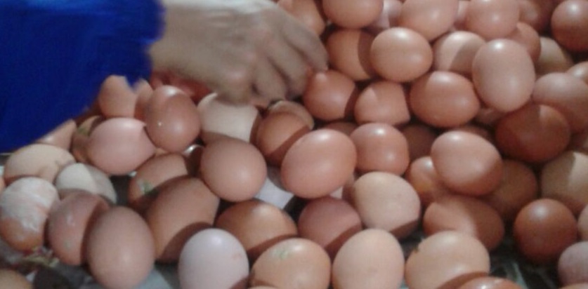 Turun Rp 2 Ribu, Pembeli Telur Senang